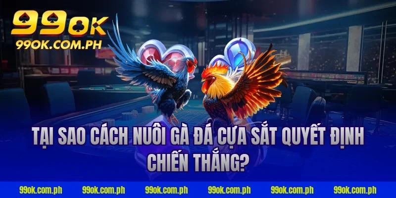 Tại sao cách nuôi gà đá cựa sắt quyết định chiến thắng?